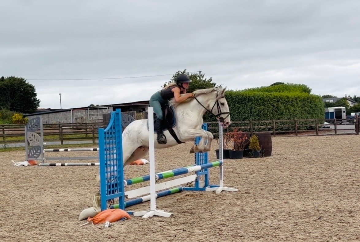"Sweetie" Fleabitten Grey Mare Schoolmaster
