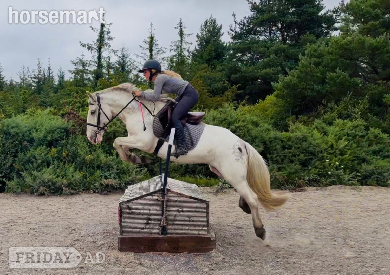 "Sweetie" Fleabitten Grey Mare Schoolmaster
