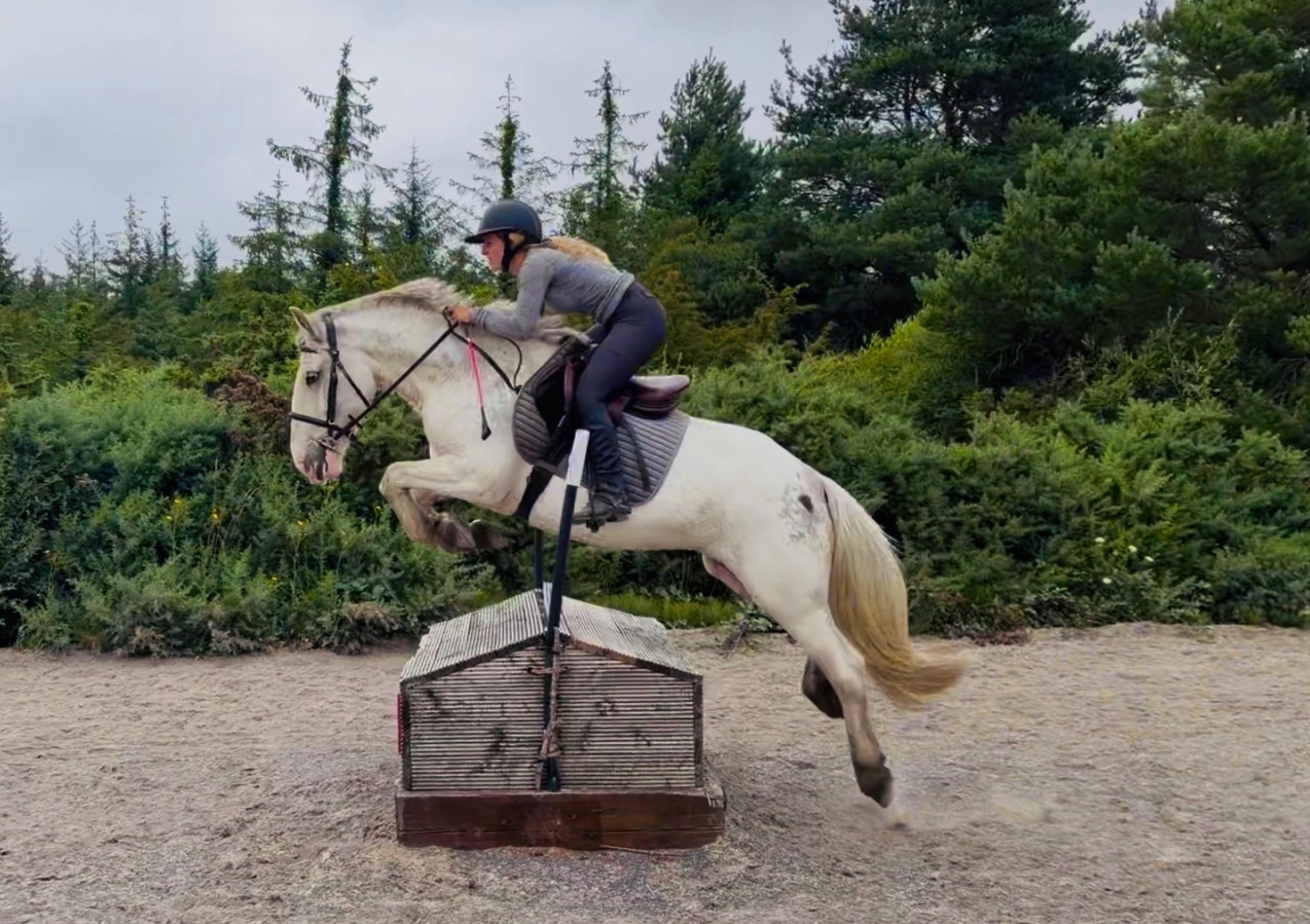 Raheen "Sweetie" Fleabitten Grey Mare Schoolmaster