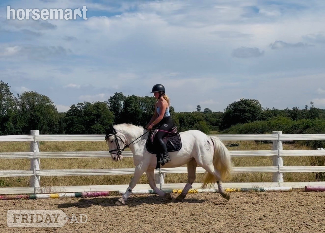 Raheen "Sweetie" Fleabitten Grey Mare Schoolmaster