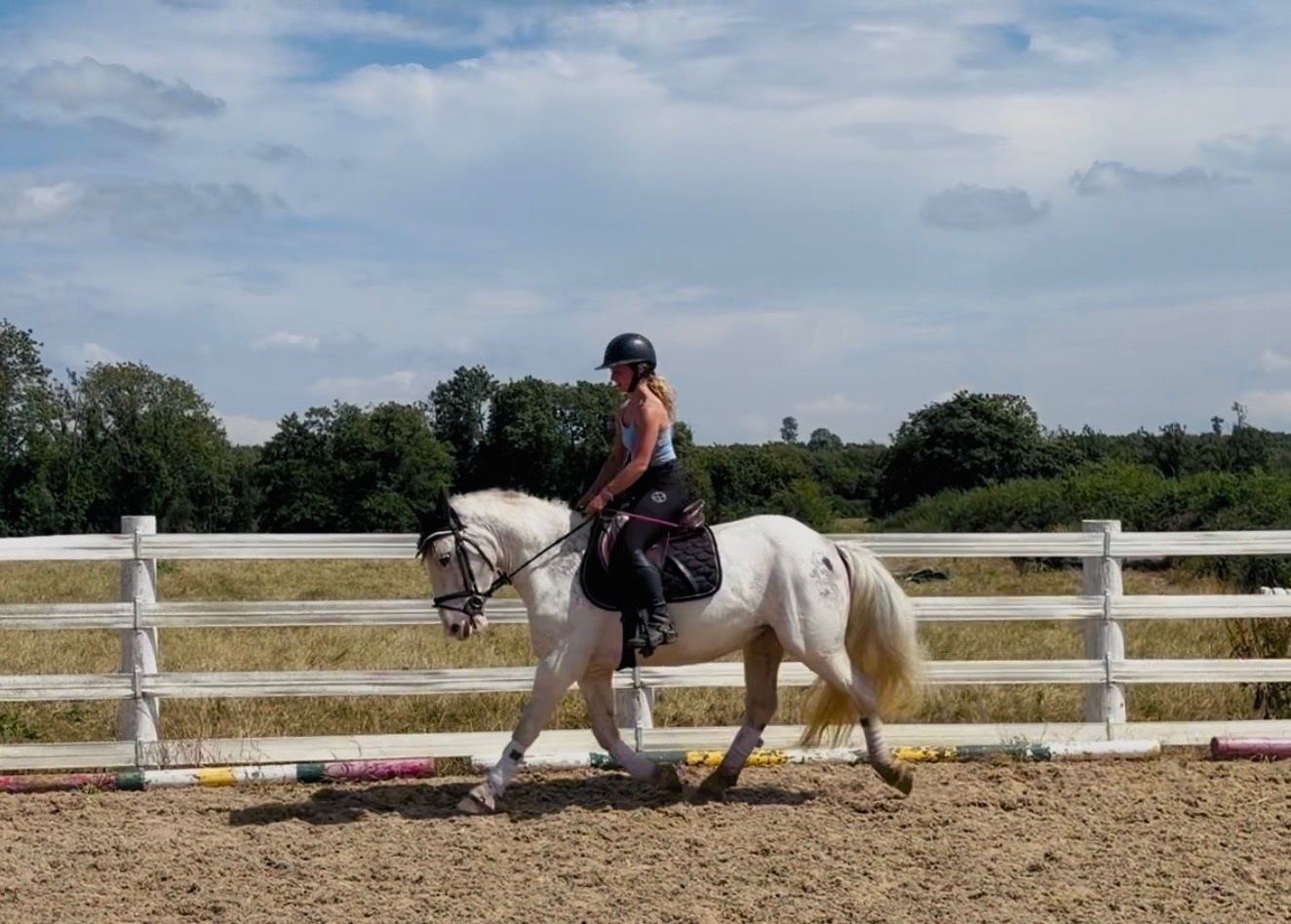 "Sweetie" Fleabitten Grey Mare Schoolmaster - Horses in Raheen