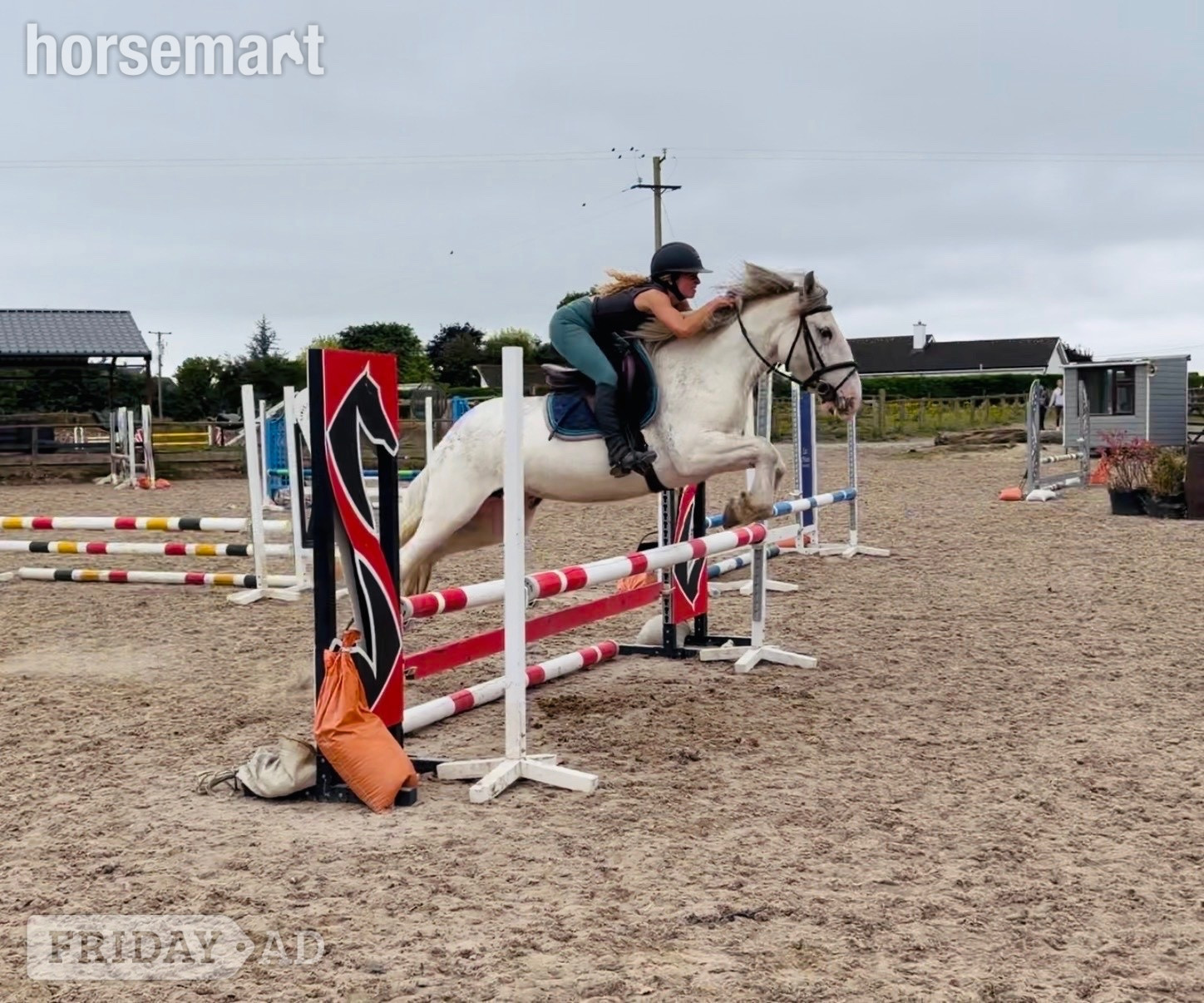 "Sweetie" Fleabitten Grey Mare Schoolmaster - Horses in Raheen