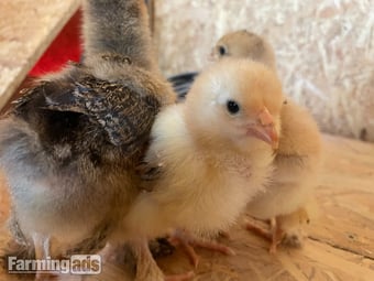partridge brahma chicks