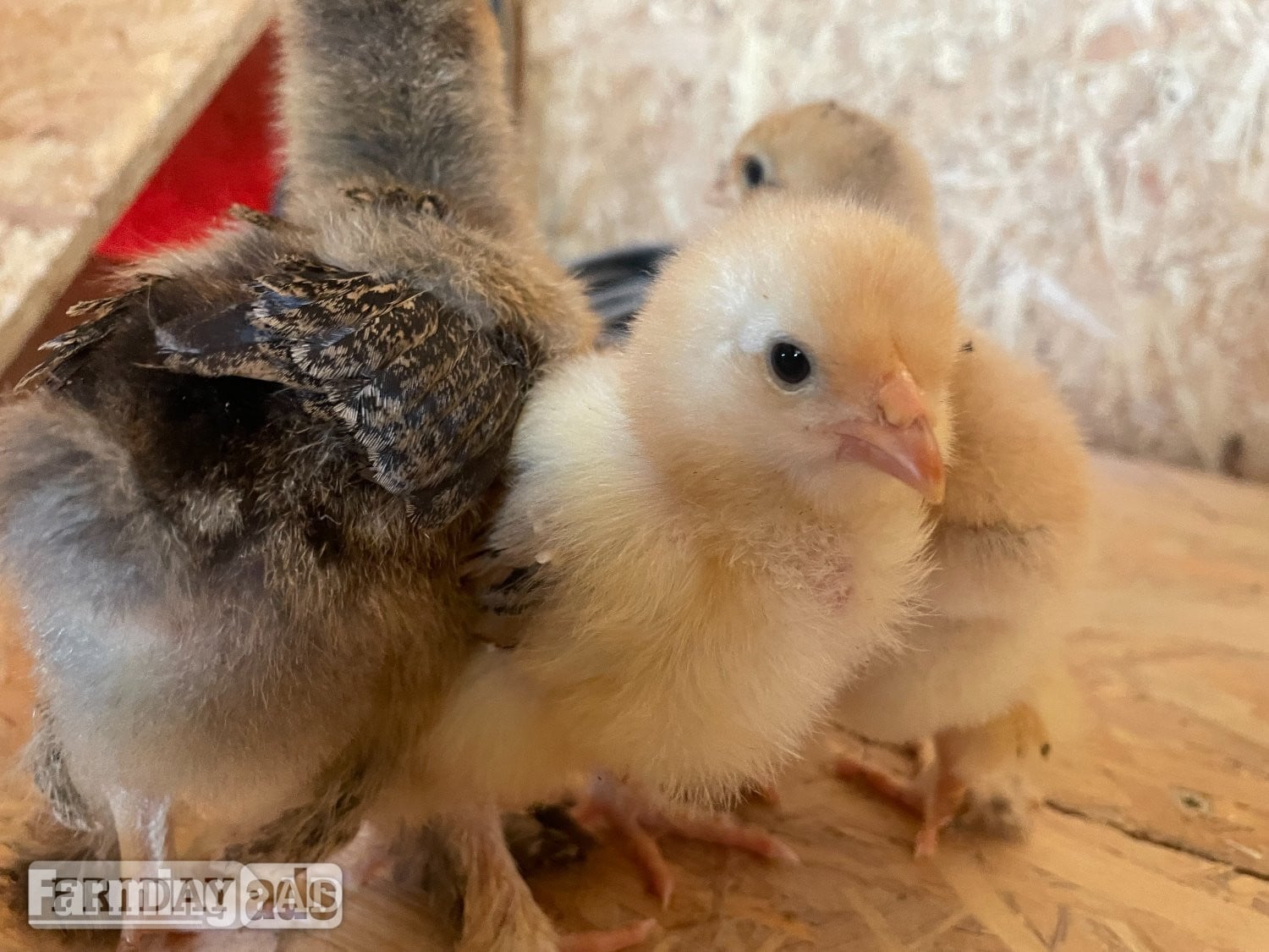 partridge brahma chicks in Fakenham