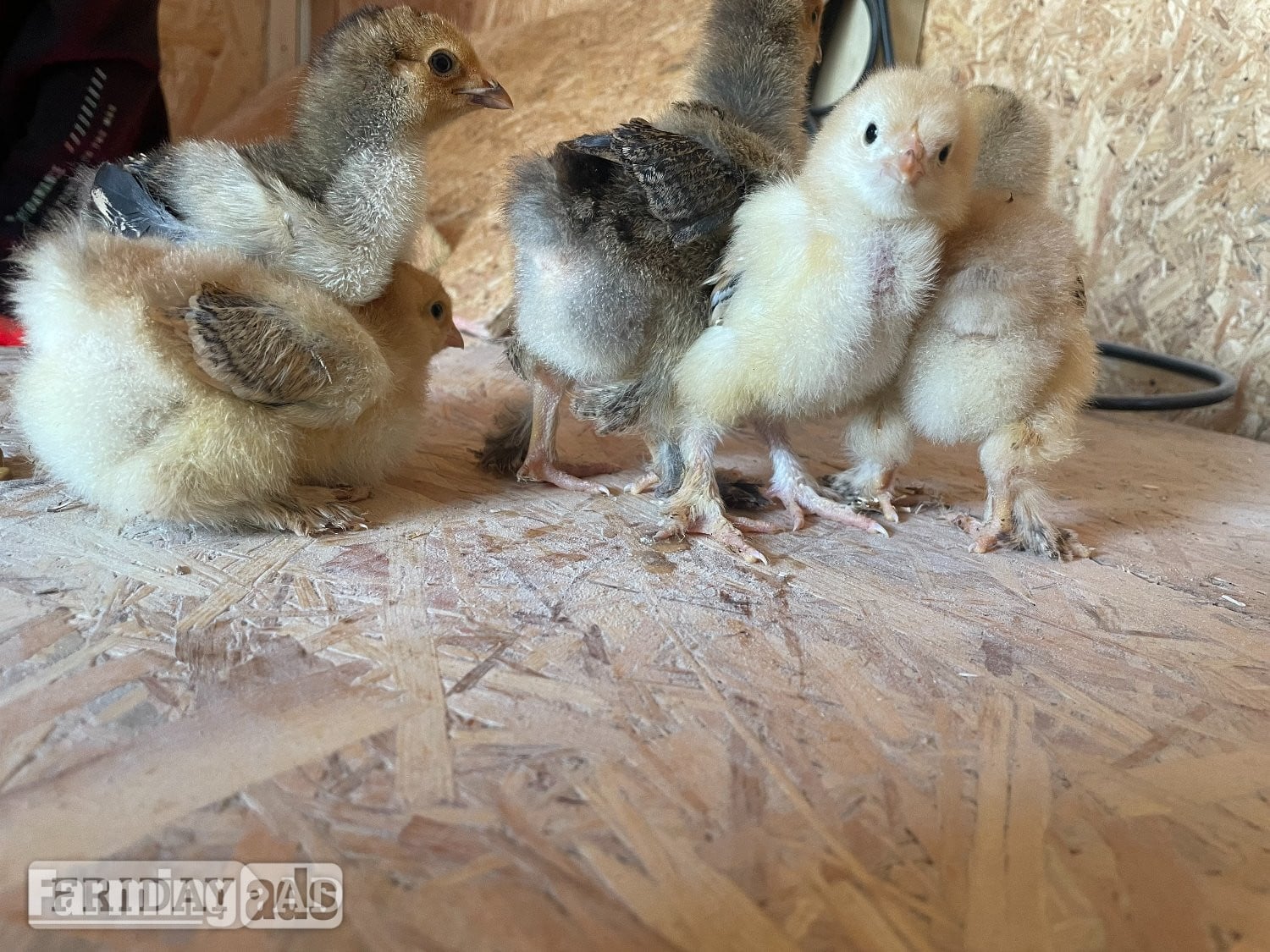 partridge brahma chicks