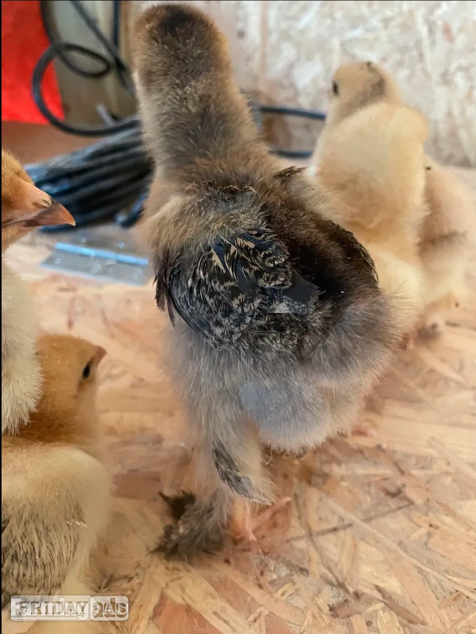Fakenham partridge brahma chicks