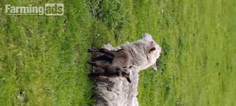 Shetland starter flock