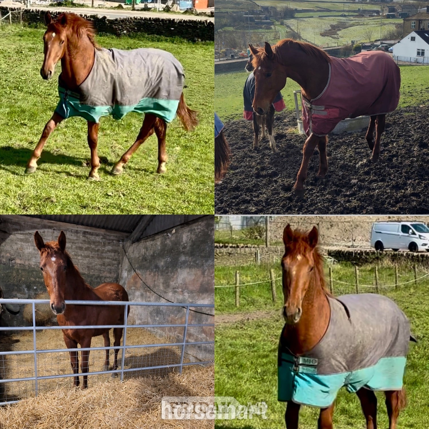 "Darcy" Chestnut Filly Showing Horse in Bradford