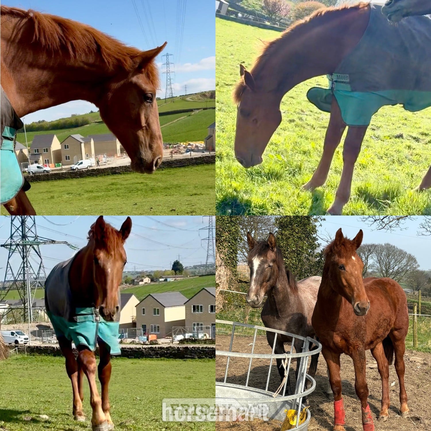 "Darcy" Chestnut Filly Showing Horse