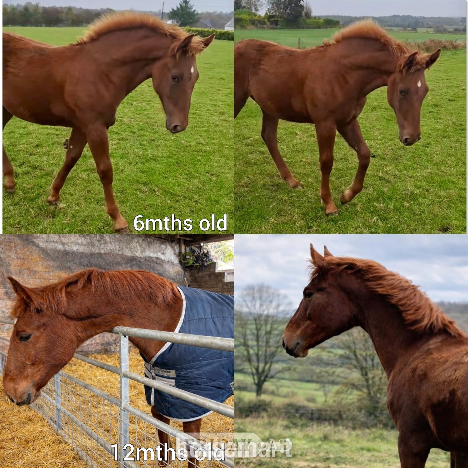 Bradford "Darcy" Chestnut Filly Showing Horse