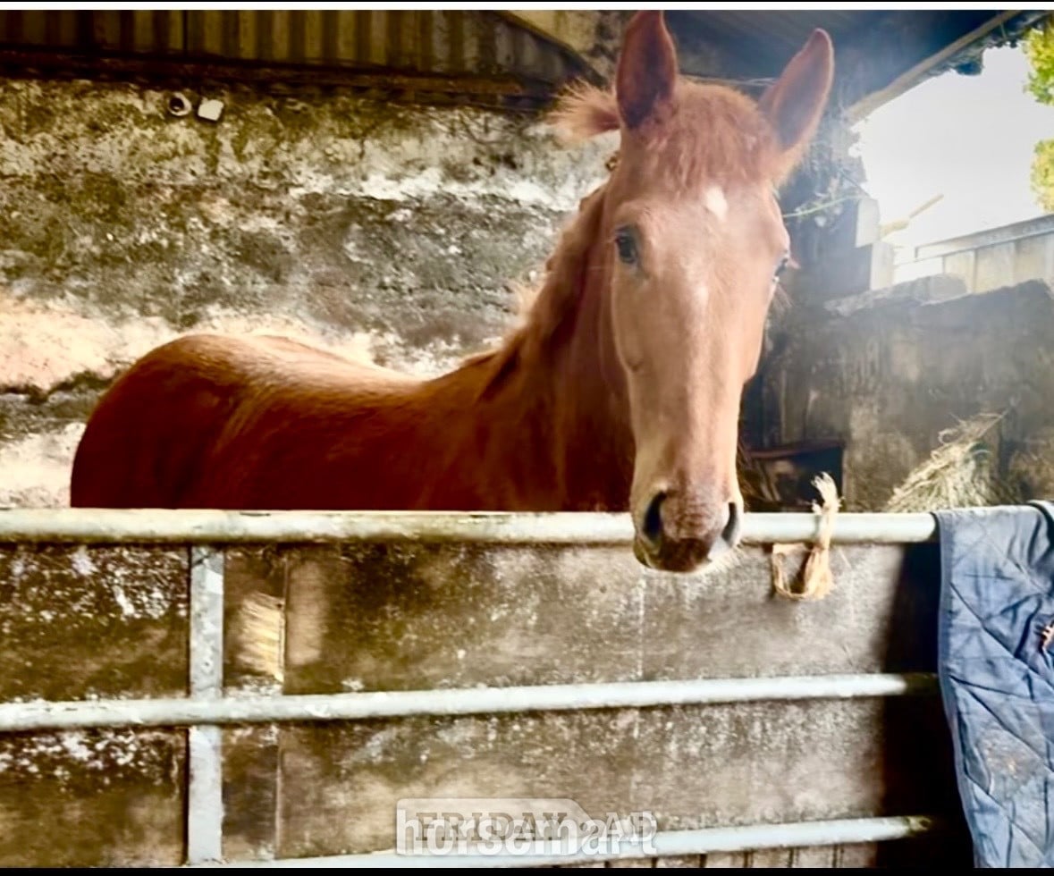 "Darcy" Chestnut Filly Showing Horse - Horses