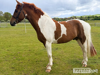 "Taz" Skewbald Gelding Coloured