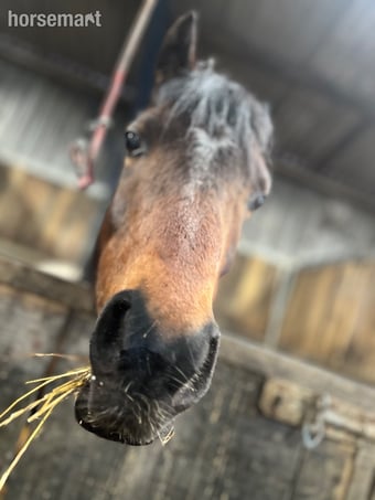 "Summer " Bay Mare Lead Rein/First Ridden Pony