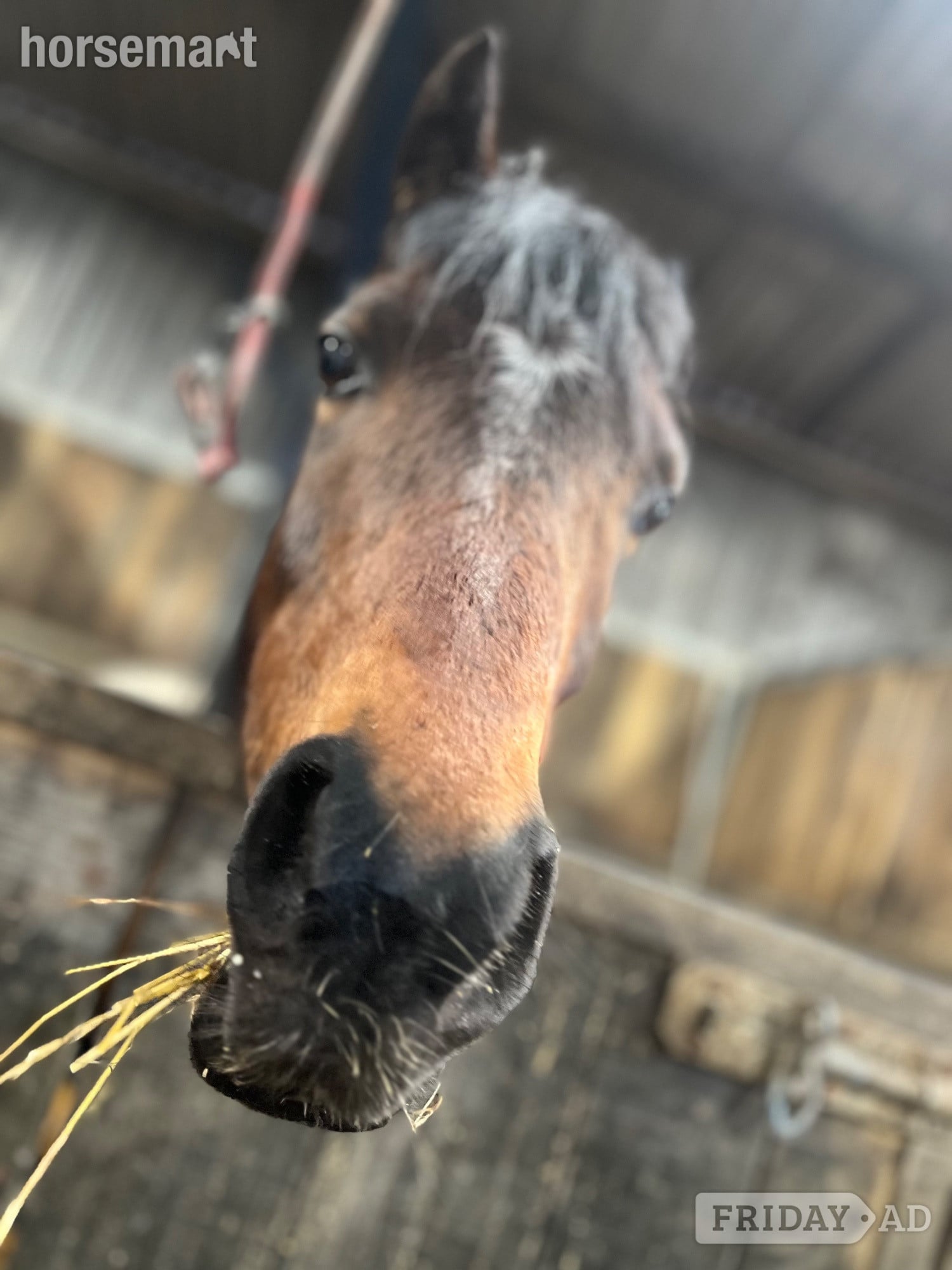 "Summer " Bay Mare Lead Rein/First Ridden Pony in Durham
