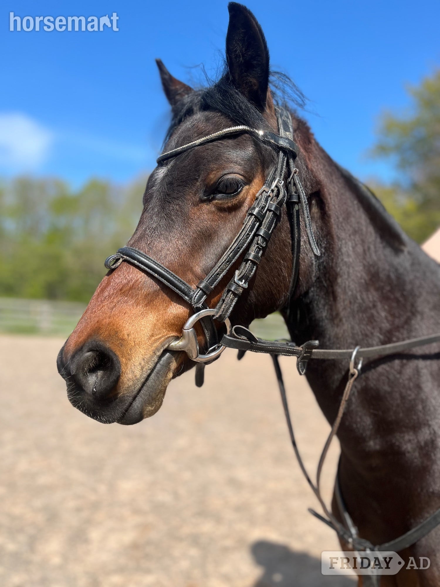 "Summer " Bay Mare Lead Rein/First Ridden Pony
