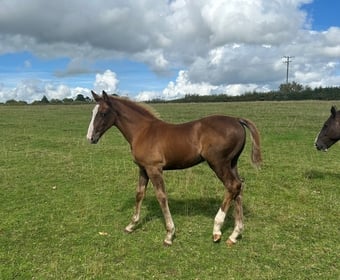 "Jamill"  Colt Youngstock / Foal