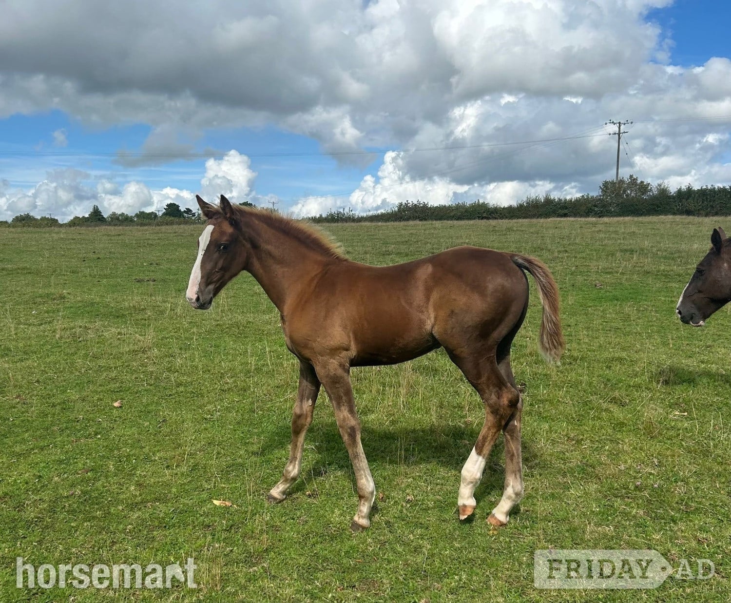 "Jamill"  Colt Youngstock / Foal in Crediton