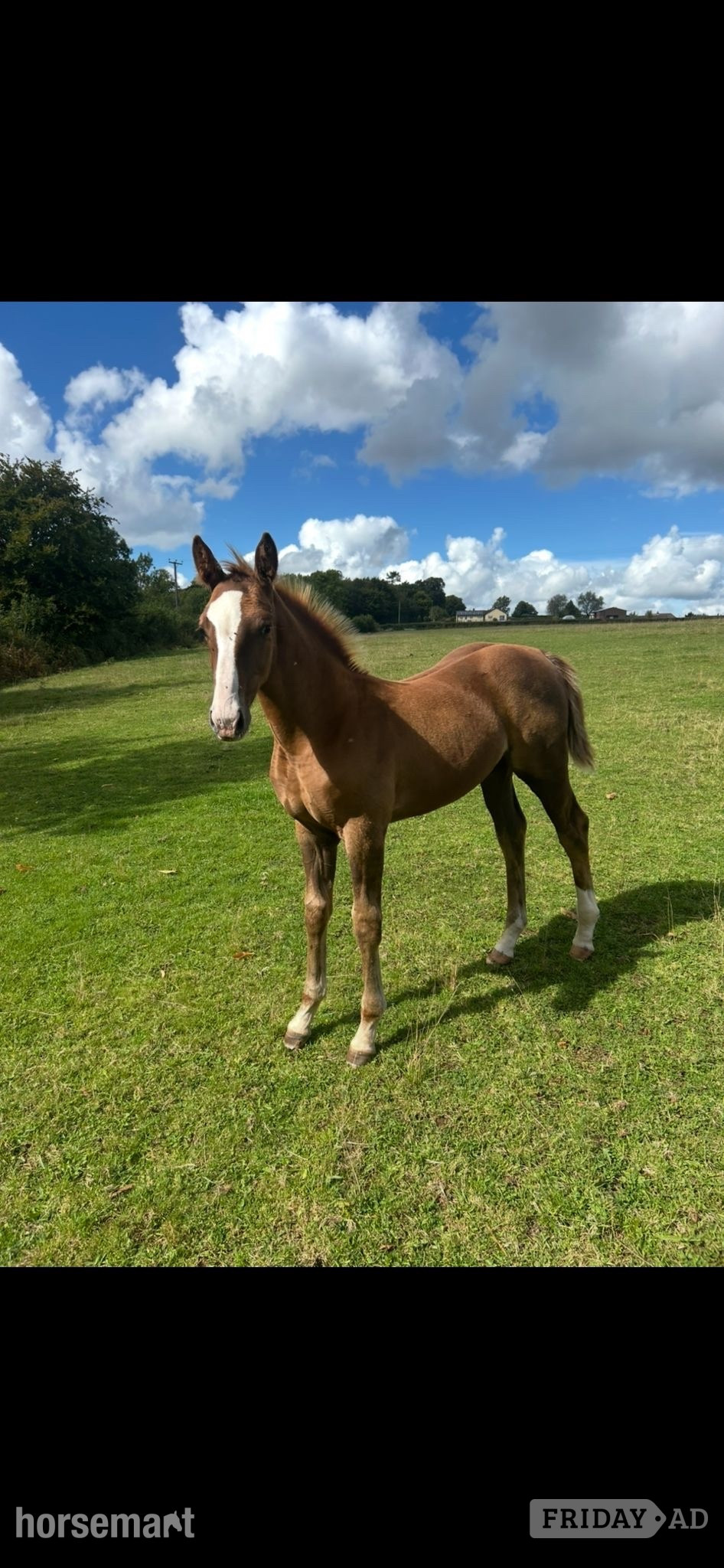 "Jamill"  Colt Youngstock / Foal