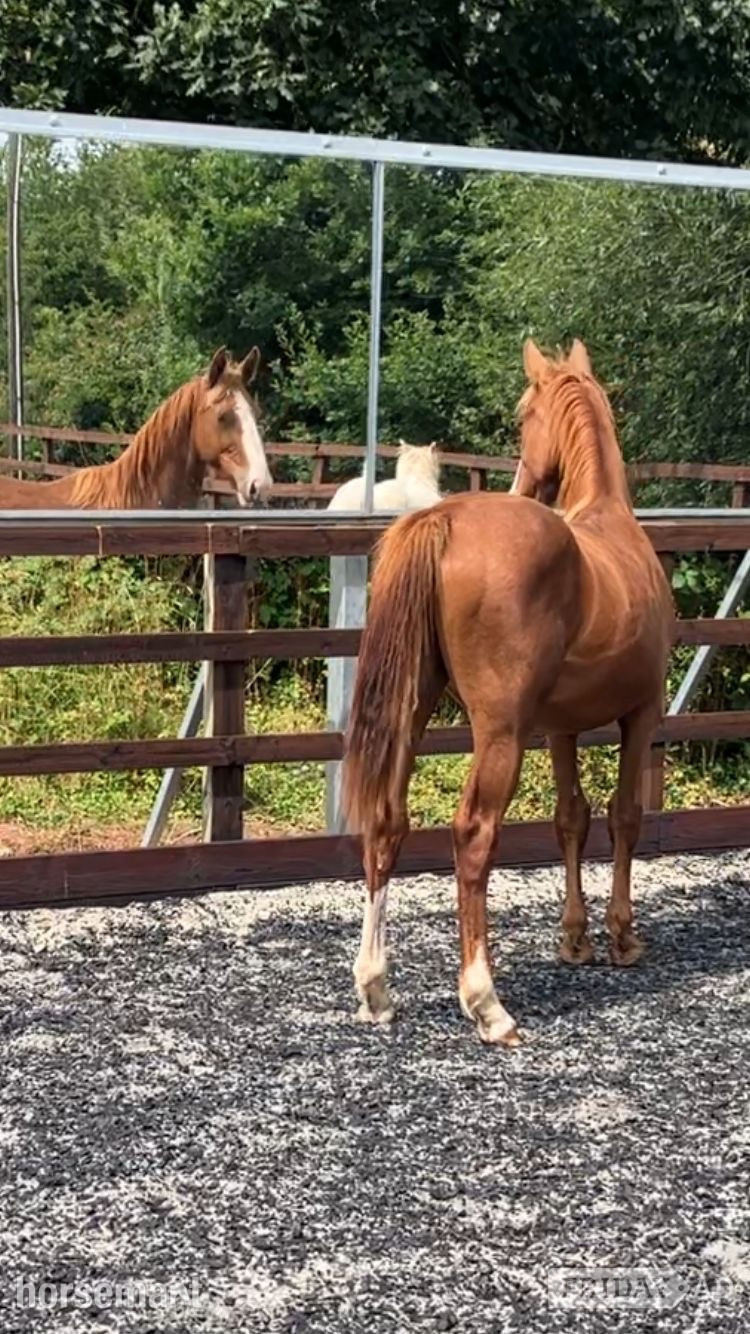 Crediton "Jamill"  Colt Youngstock / Foal