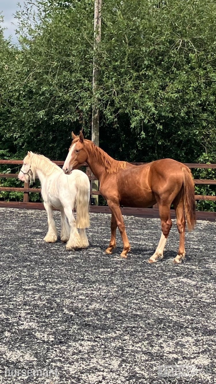 "Jamill"  Colt Youngstock / Foal - Horses in Crediton