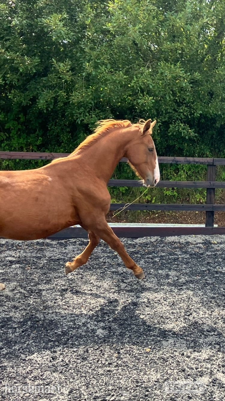 "Jamill"  Colt Youngstock / Foal - Horses