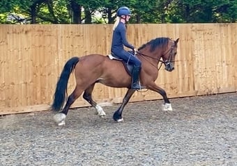 "Parc Daniel " Bay Gelding All Rounder