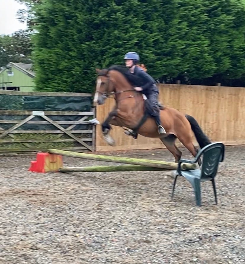 "Parc Daniel " Bay Gelding All Rounder