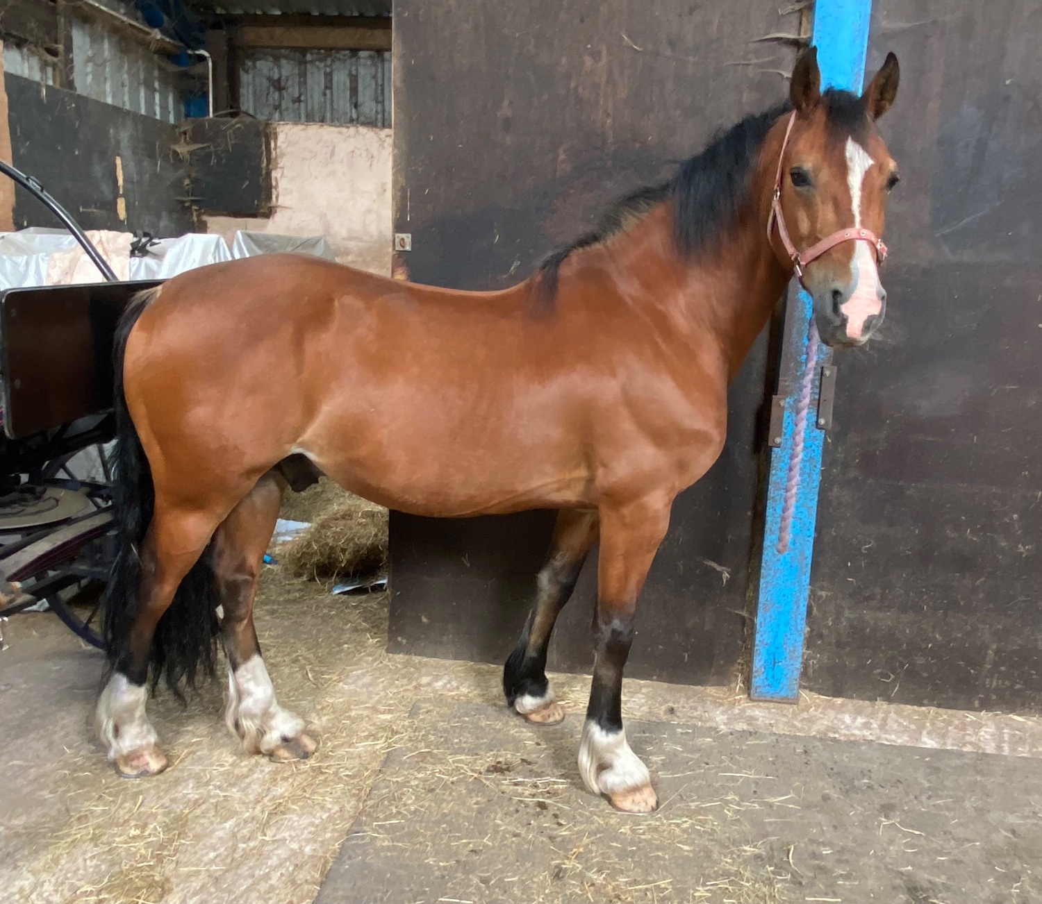 Blackpool "Parc Daniel " Bay Gelding All Rounder