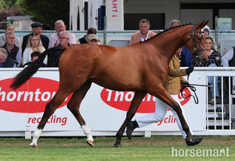 "Exquisite competition prospect " Bay Filly Youngstock / Foal