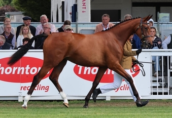 "Exquisite competition prospect " Bay Filly Youngstock / Foal