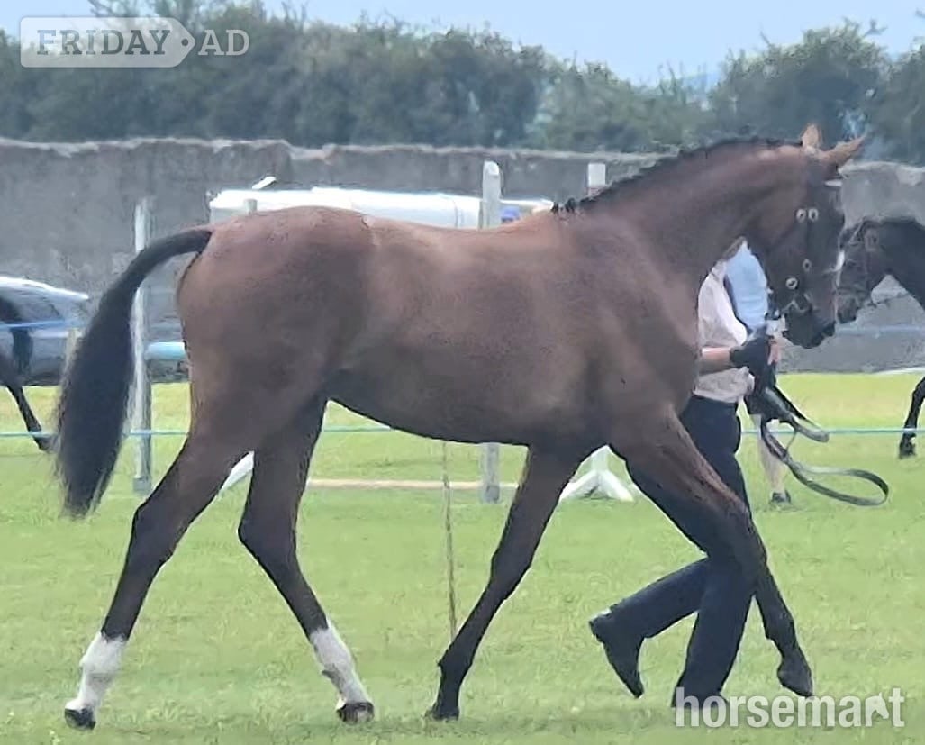 Swinford "Exquisite competition prospect " Bay Filly Youngstock / Foal
