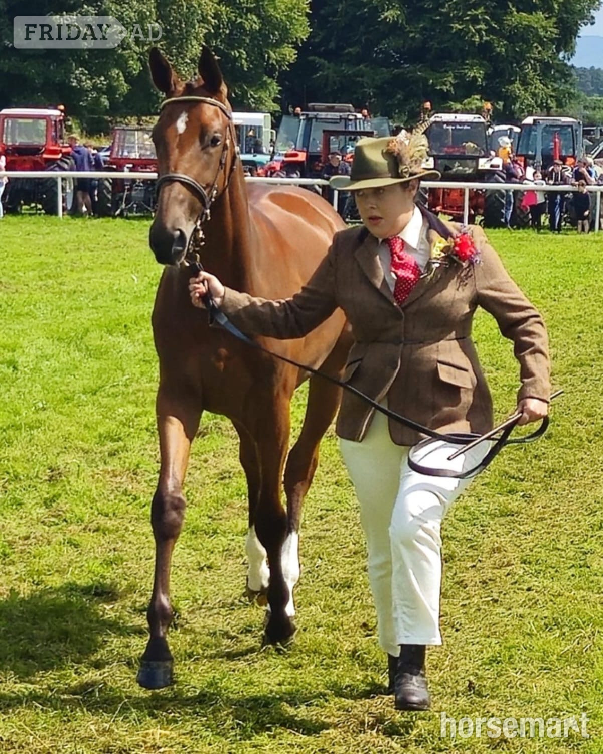 "Exquisite competition prospect " Bay Filly Youngstock / Foal - Horses in Swinford