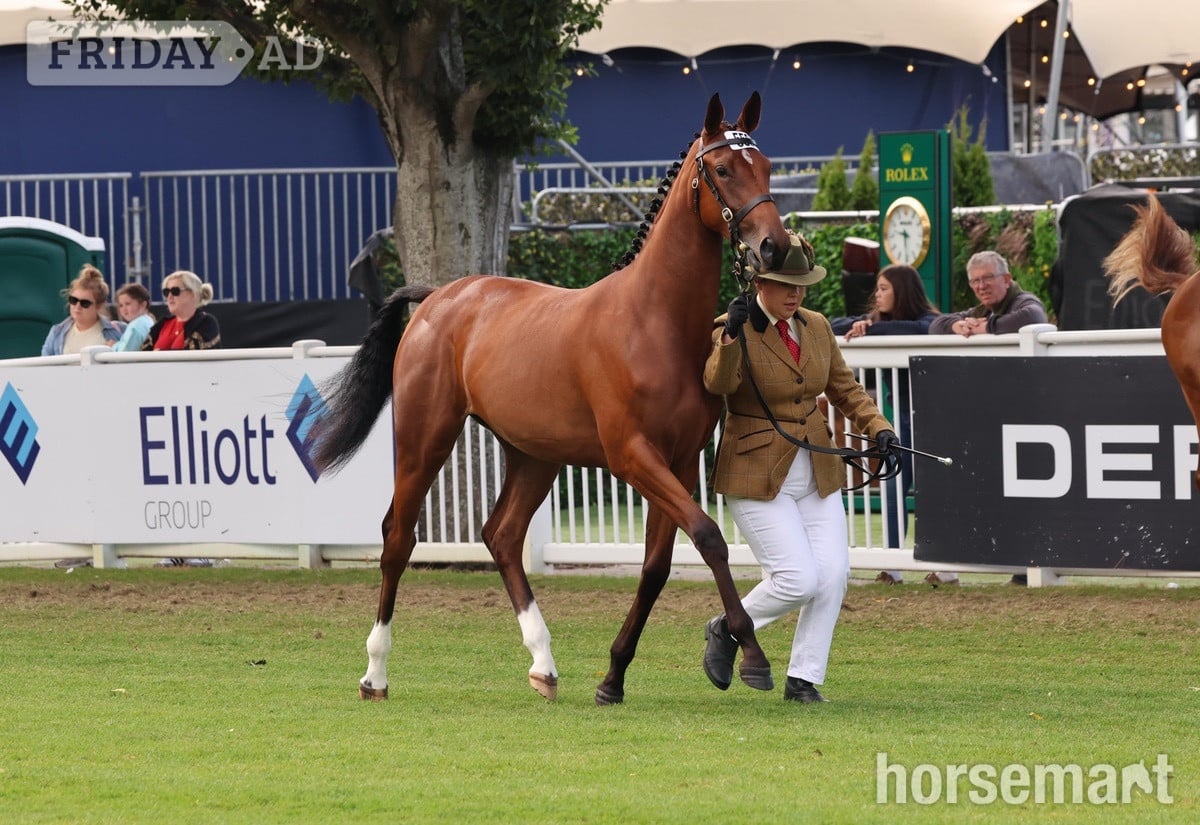 "Exquisite competition prospect " Bay Filly Youngstock / Foal