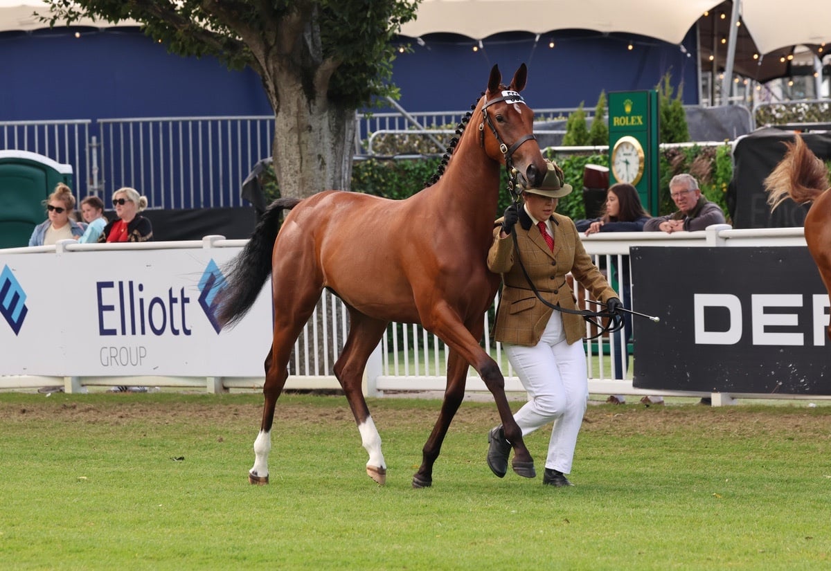 "Exquisite competition prospect " Bay Filly Youngstock / Foal