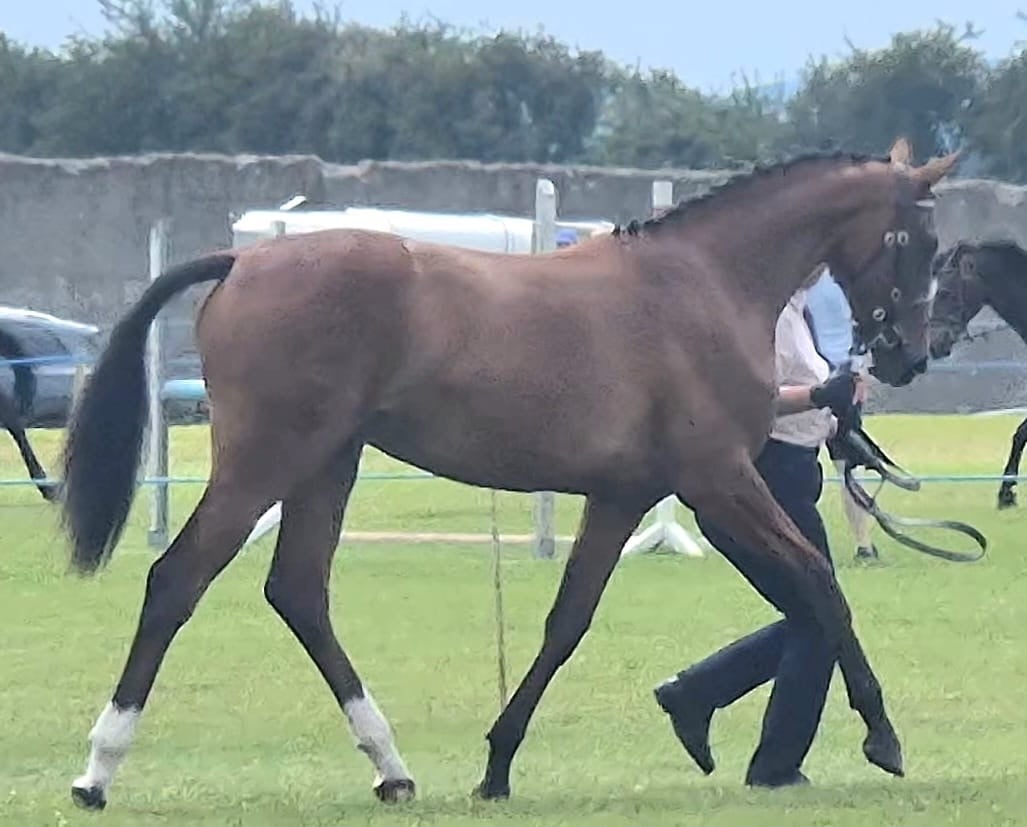 Swinford "Exquisite competition prospect " Bay Filly Youngstock / Foal