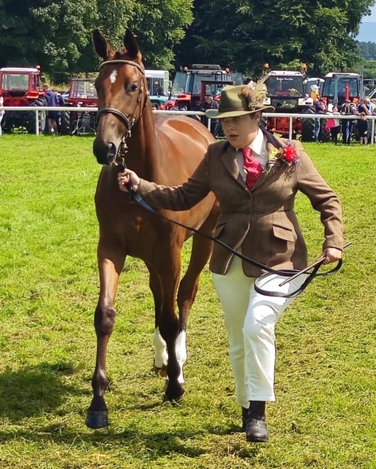 "Exquisite competition prospect " Bay Filly Youngstock / Foal - Horses in Swinford