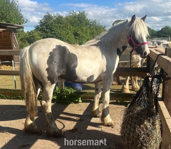 "Wisper" Piebald Filly Youngstock / Foal