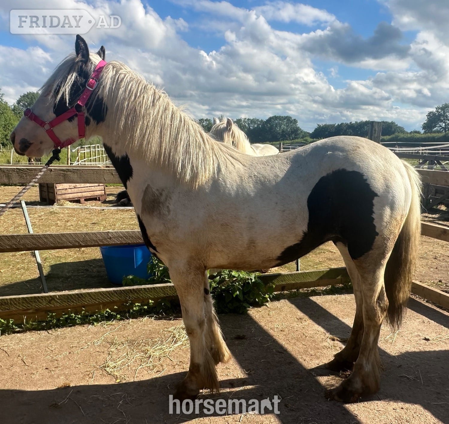 "Wisper" Piebald Filly Youngstock / Foal