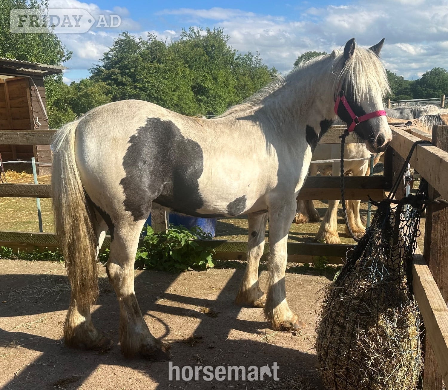 "Wisper" Piebald Filly Youngstock / Foal in Wolverhampton