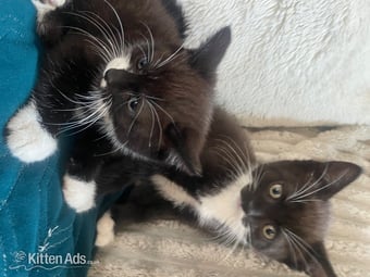 Two female kittens 