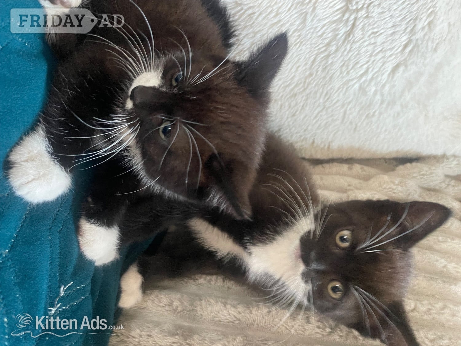 Two female kittens  in Southampton