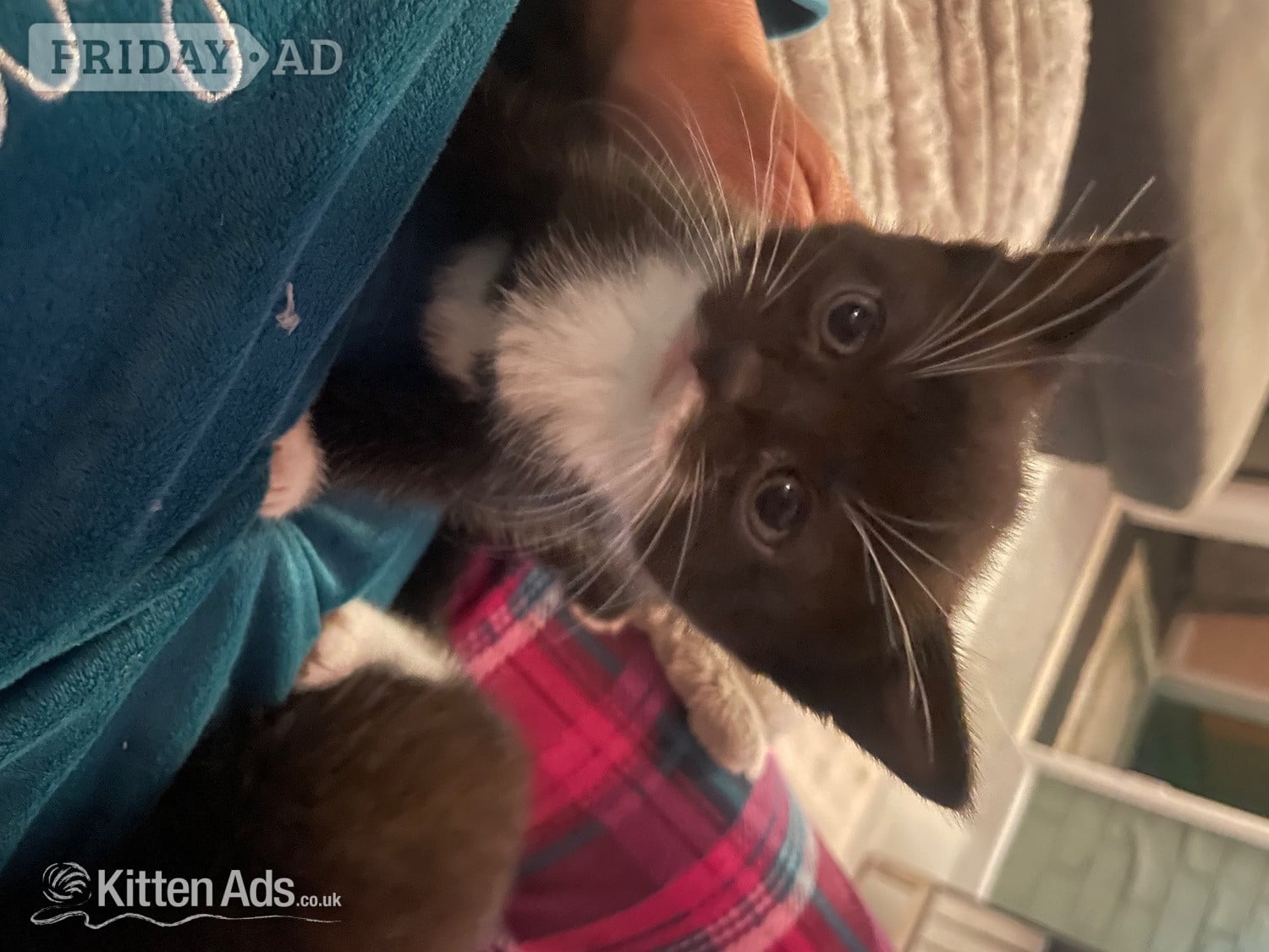 Two female kittens 