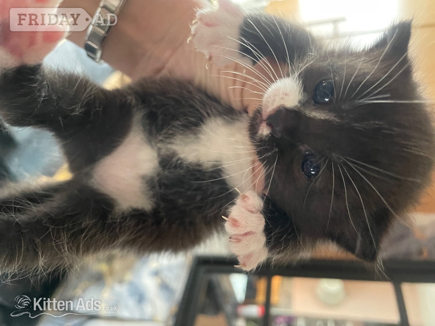 Two female kittens  -  in Southampton