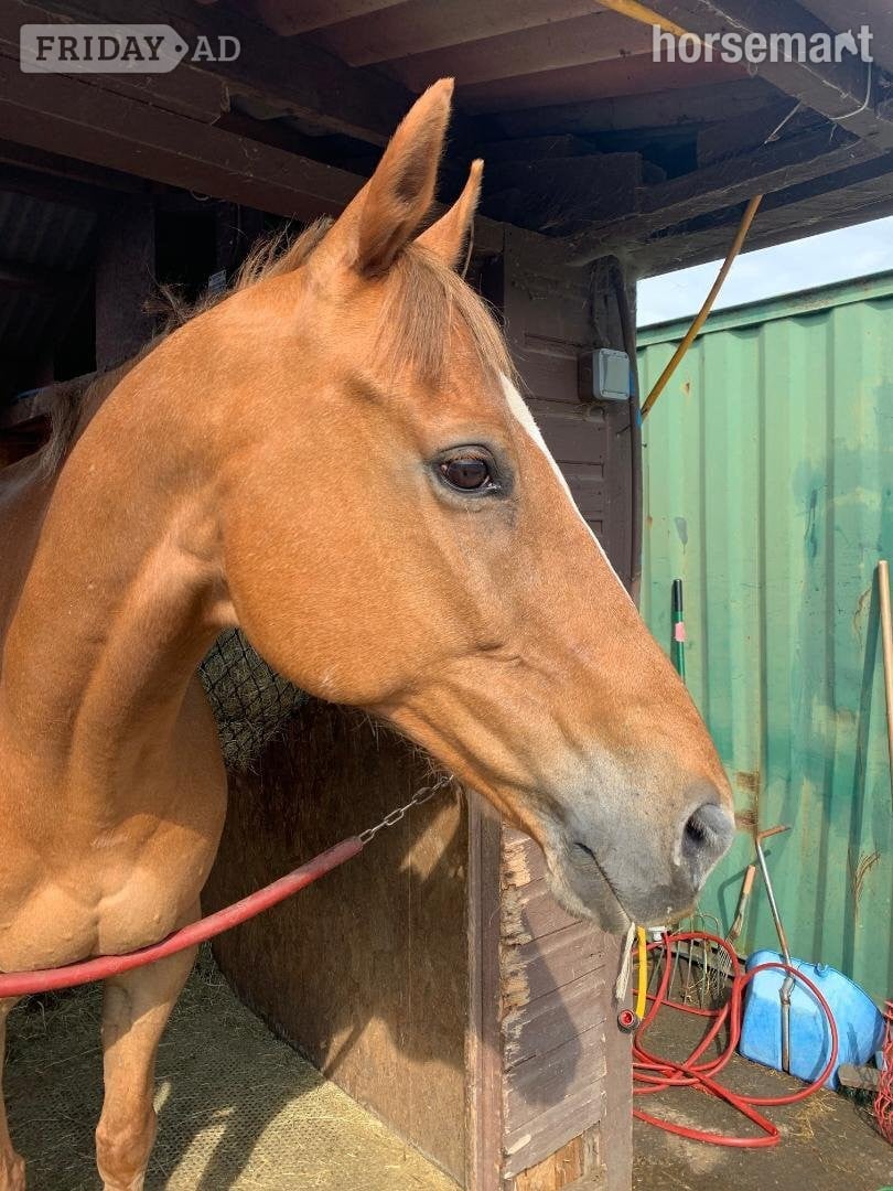 "Scotty" Chestnut Gelding Companion Horse in Cheltenham