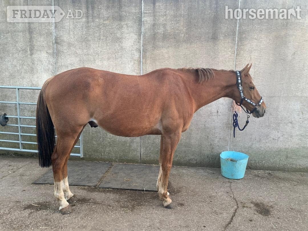"Scotty" Chestnut Gelding Companion Horse