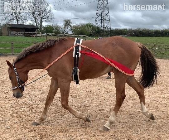 Cheltenham "Scotty" Chestnut Gelding Companion Horse