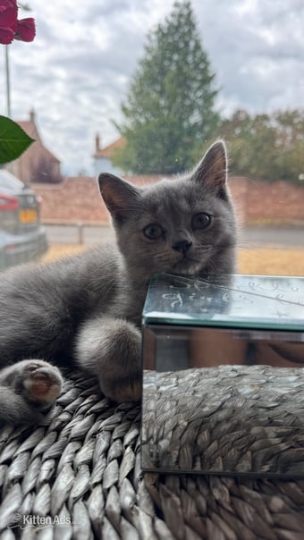 Beautiful BSH X Russian blue kittens for sale💞 REDUCED‼️