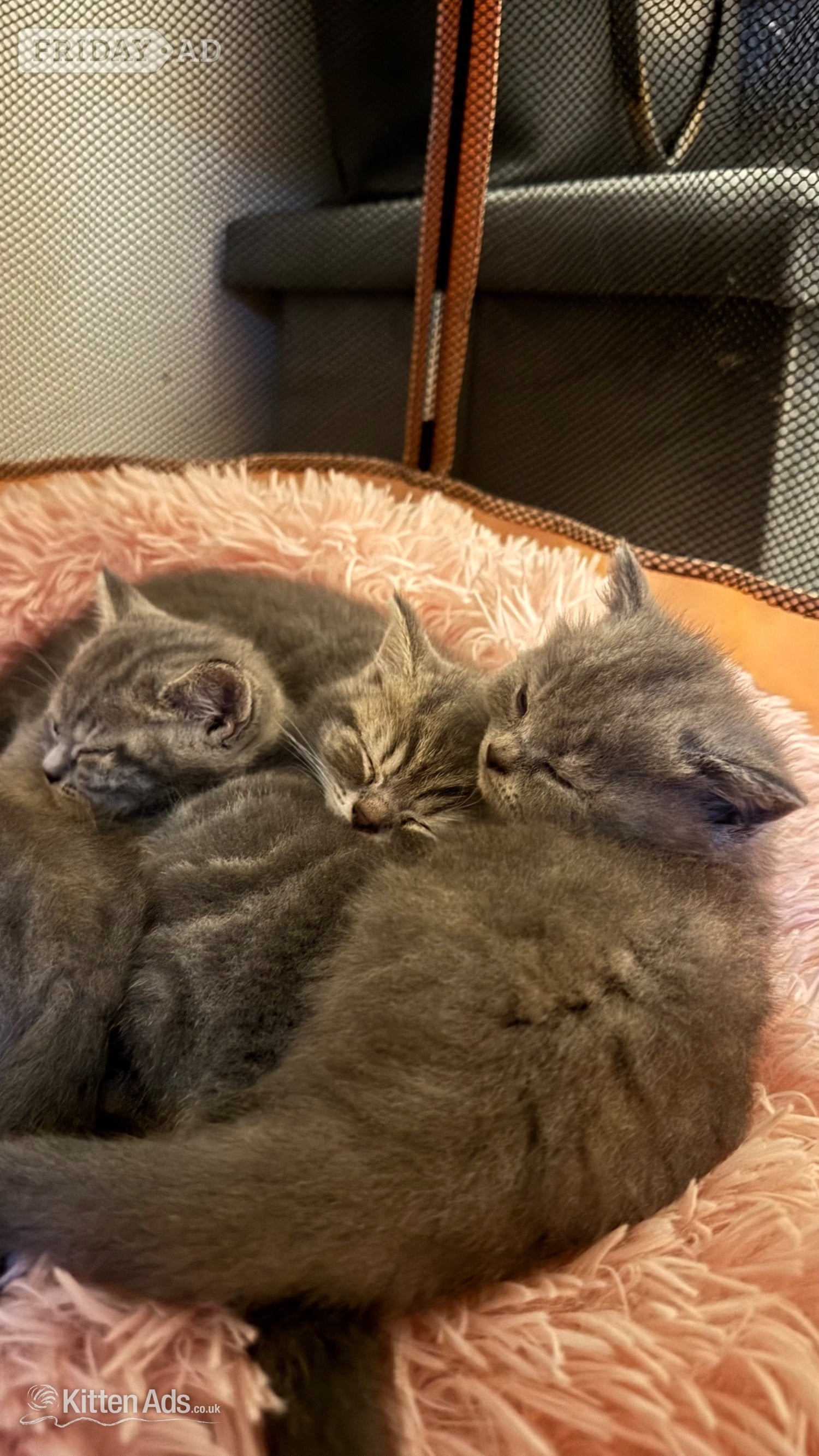 Beautiful BSH X Russian blue kittens for sale in Brandon