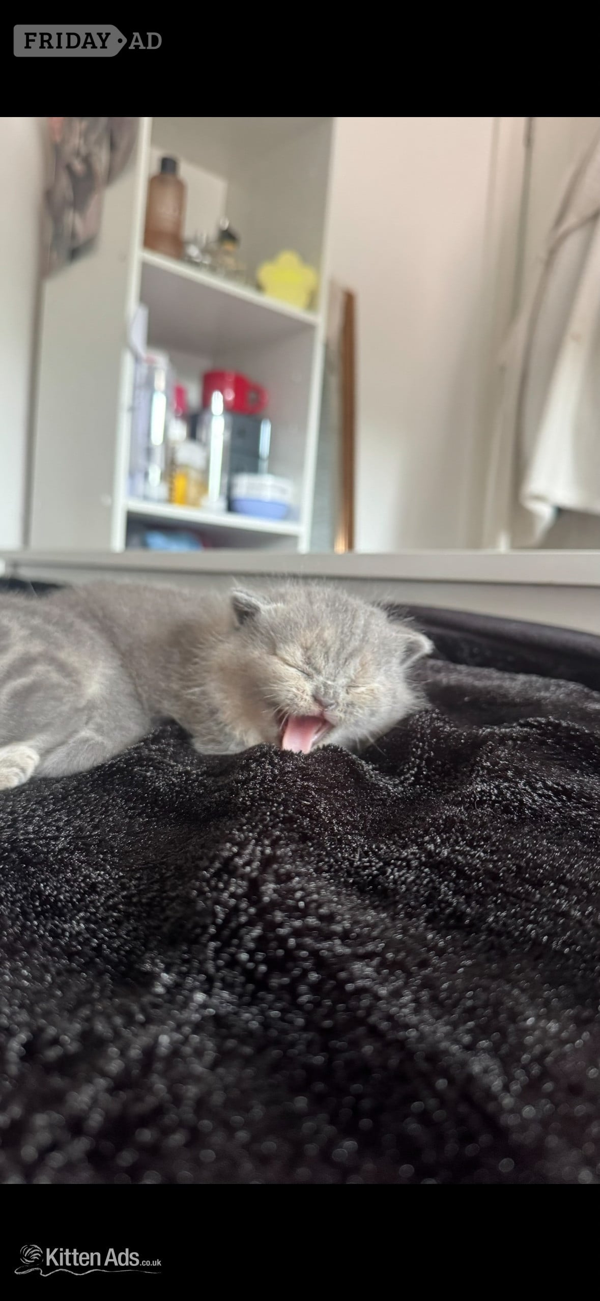 Beautiful BSH X Russian blue kittens for sale