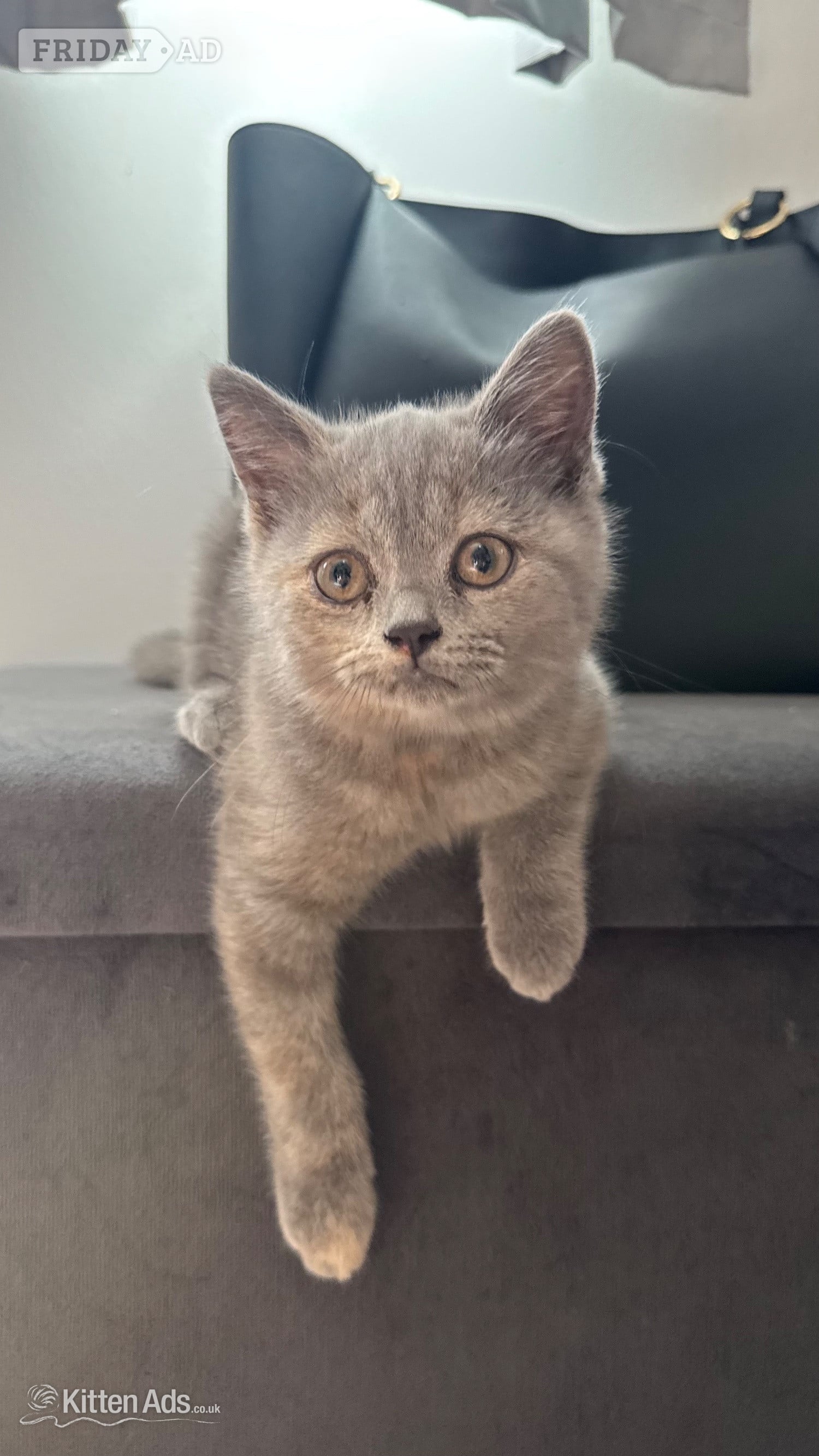 Beautiful BSH X Russian blue kittens for sale💞 REDUCED‼️